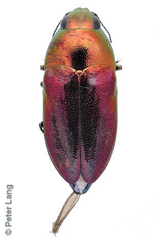 Neocuris cf. viridimicans, PL1424A, female, from Melaleuca lanceolata, EP, 6.8 × 2.9 mm